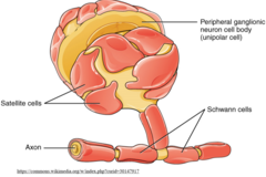 <p>satellite cells</p>