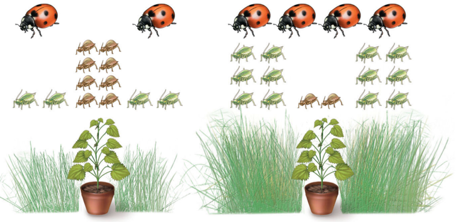 <p>In fertilised plot, grass aphid showed up in greater numbers, therefore bringing more predatory ladybugs, which then decreased the population of nettle aphids. Negative interaction between grass aphids and nettle aphids</p>