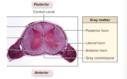 <p>unmyelinated axons crossing from one side to the other, contains central canal</p>