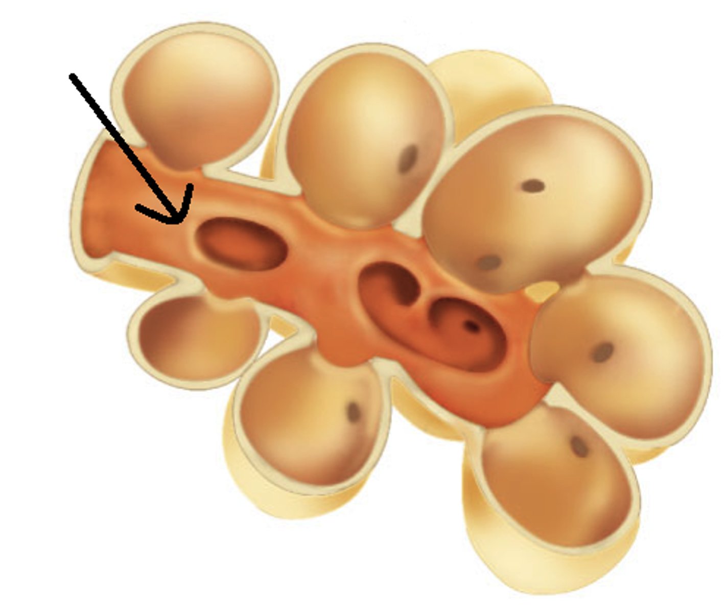 <p>respiratory bronchiole become __ __</p>