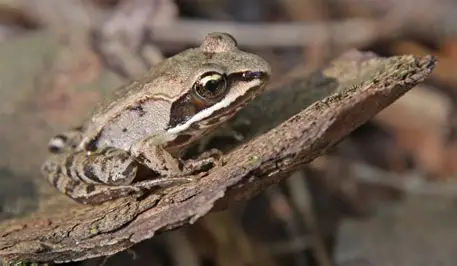 <p>What Amphibian is this?</p>