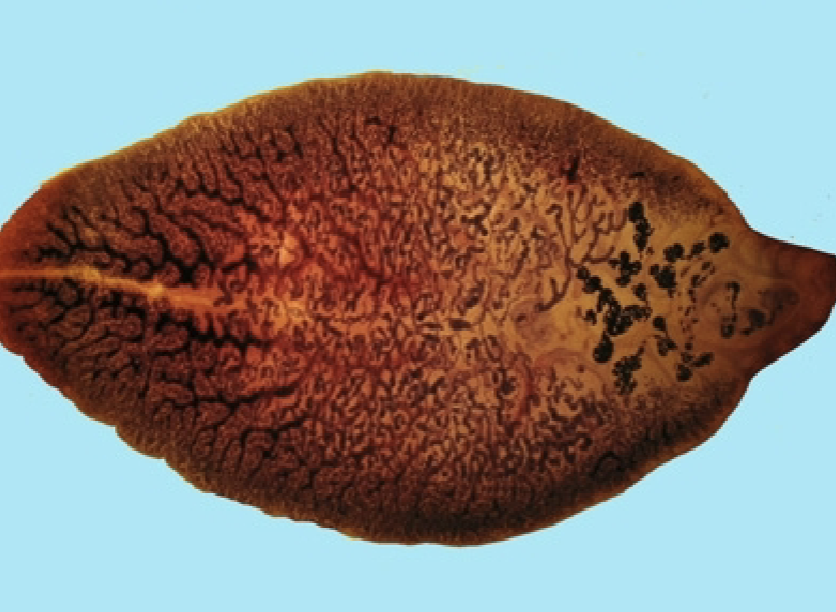 <p>What helminth/fluke/parasitic worm is this?</p>