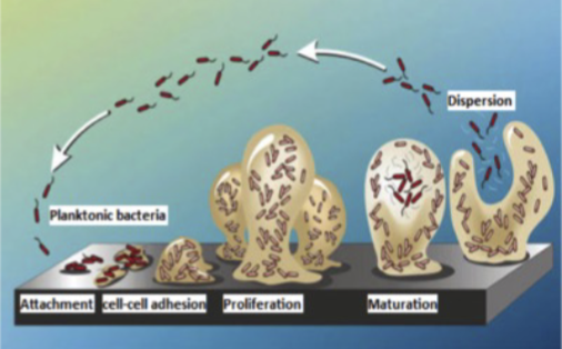 <ol><li><p>Microbe attaches to a <strong>surface</strong></p></li><li><p>Microbe starts secreting <strong>extracellular</strong> <strong>polymeric</strong> <strong>substance</strong> (<strong>EPS</strong>)</p></li><li><p>Microbes <strong>reproduce</strong></p></li><li><p><strong>EPS</strong> <strong>attracts</strong> <strong>more</strong> <strong>microbes</strong>, resulting in a <strong>bacterial</strong> <strong>community</strong></p></li><li><p>Bacteria <strong>slough</strong> <strong>off</strong> and migrate to <strong>colonize</strong> <strong>new</strong> <strong>surfaces</strong></p></li></ol><p></p>