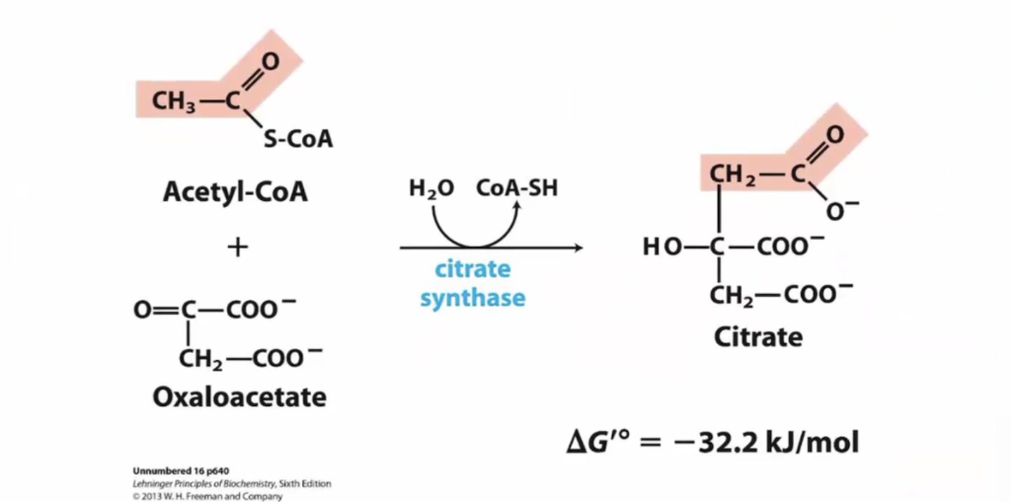 <p>Acetyl CoA + Oxaloaetate ---> Citrate + CoASH</p><p>Enzyme is Citrate Synthase</p><p>IRREVERSIBLE, Product Inhibition</p>