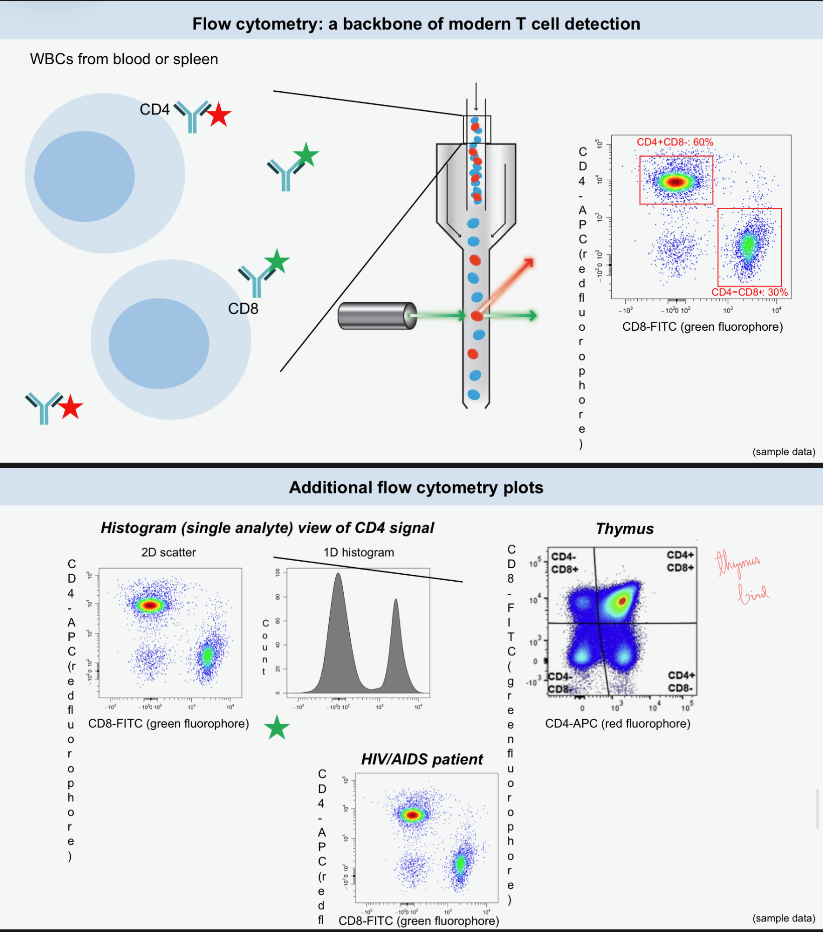 <ul><li><p>Flow cytometry allows for the identification of immune cell populations, subsets, and functions by detecting _ proteins and is used in the clinic as well as in research.<br></p></li><li><p>It uses fluidics, optics (lasers and filters), and electronics to detect _ signals on cells.<br></p></li><li><p>Can help to identify CD4<sup>+</sup> helper T cells, CD8<sup>+</sup> cytotoxic T cells, and Tregs as well, &amp; can aid in distinguishing between _ (CD62L+, CD44-) and _ (CD62L-, CD44+) cells.<br></p></li><li><p>Intracellular staining allows for the detection of _ (IFNγ, TNF, IL-2) to assess T cell function rather than just presence.</p></li></ul><p></p>