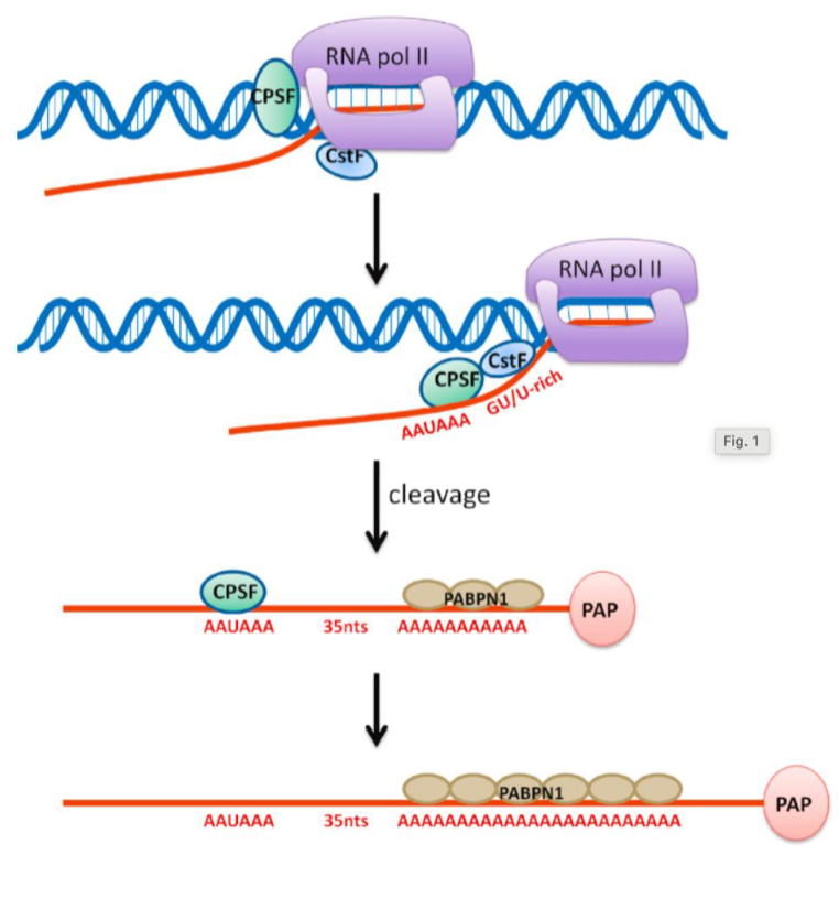 <p>Steps of 3’ end polyadenylation </p>