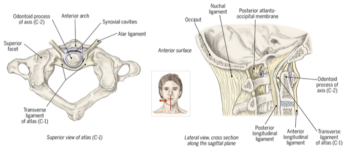 <p>Articulation of the atlas (C1) and axis (C2); allows for <strong>rotation of the head</strong></p>