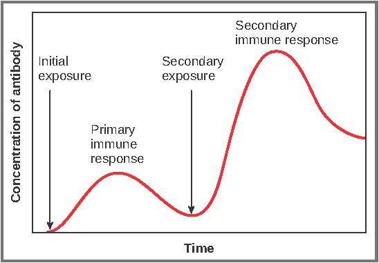 <p>Occurs upon re-exposure. Characterized by a much shorter latent period, a more rapid exponential phase, and significantly higher titers of IgG. High levels of antigen-specific IgM typically indicate a current or very recent infection</p>