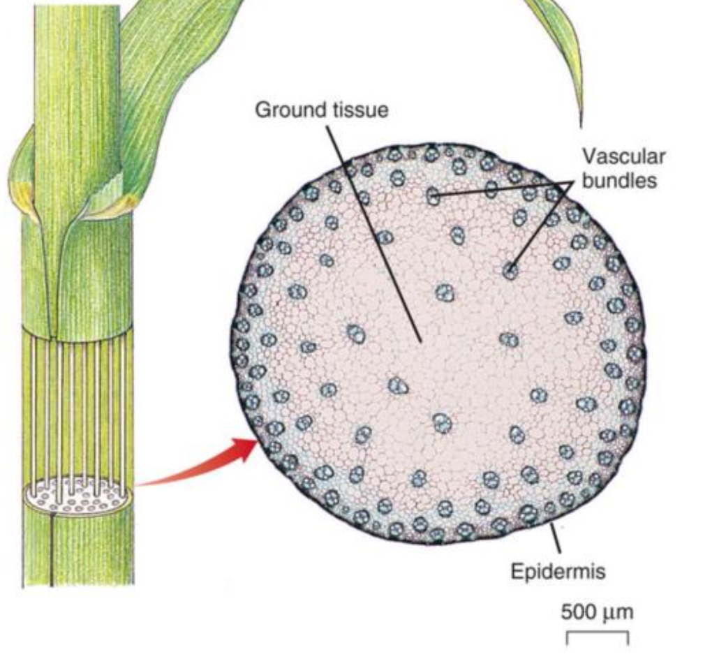 <p>Because vascular</p><p class="p2">bundles in</p><p class="p1">monocots are</p><p class="p1">scattered in the</p><p class="p1">stem, they _____</p><p class="p1">form a continuous</p><p class="p2">ring of vascular</p><p class="p1">cambium, and the</p><p class="p2">stem _____ grow</p><p class="p1">thicker.</p>