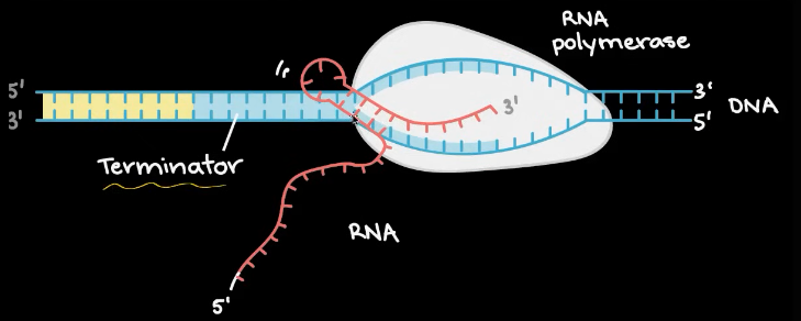 <ul><li><p>RNA polymerase comes across the <strong>terminator sequence/signal</strong></p></li><li><p>The mRNA creates a <strong>“hair pin loop”</strong> which impairs RNA polymerase to keep going causing it to snap off</p></li><li><p><strong>Rho</strong> <strong>termination</strong> protein binds to the end of mRNA and moves toward RNA polymerase, eventually stopping it from transcribing</p></li></ul><p></p>
