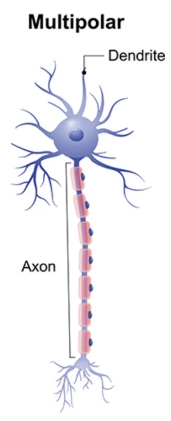 <ul><li><p>Multipolar neurons are the most common type of neuron.</p></li><li><p>Each multipolar neuron contains one axon and multiple dendrites.</p></li><li><p>Most interneurons of the brain and spinal cord and motor neurons that carry messages to the skeletal muscles are multipolar.</p></li></ul><p></p>