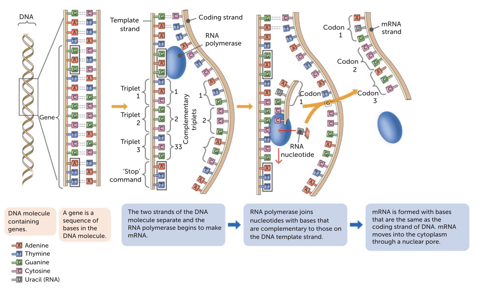 <p>Transcription is the process by which the genetic instructions are copied (or transcribed) from the DNA to the mRNA molecule. The transcription is triggered by chemical messengers that enter the nucleus from the cytosol and bind to the DNA at the relevant gene. This causes an enzyme called RNA polymerase to begin the process of making mRNA</p>