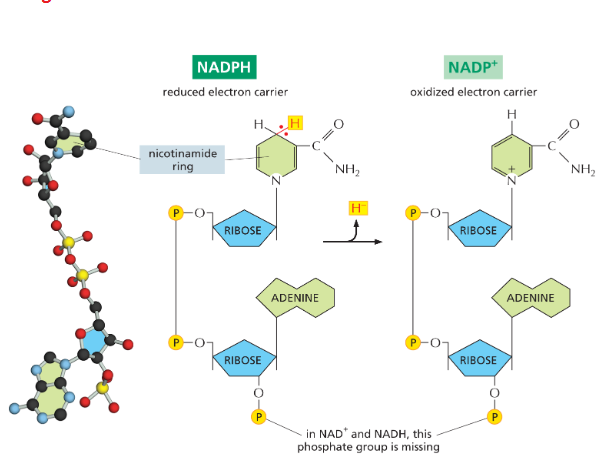<p>NADPH donates its high energy H- which oxidizes NADPH to NADP+</p><ul><li><p>This reaction releases energy because NADP⁺ is <strong>more stable/favorable</strong> after losing those electrons.</p></li></ul><p></p><p><strong>NADPH → NADP⁺ + electrons</strong><br>is a favorable (energy-releasing) oxidation reaction.</p>