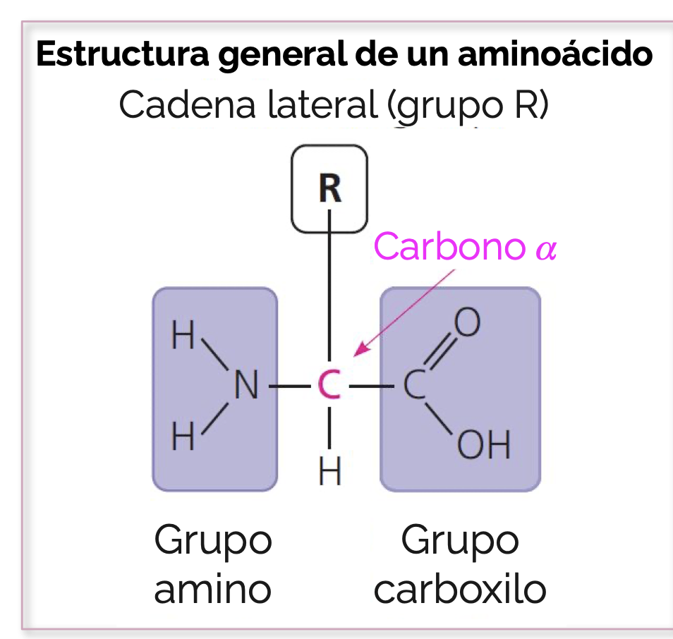 <p>Tiene un carbono central llamado <strong>carbono alfa (</strong><span><strong>$\alpha$</strong></span><strong>)</strong> que está unido covalentemente a cuatro partes:</p><ol><li><p>Un átomo de hidrógeno (<span>H</span>).</p></li><li><p>Un <strong>grupo amino</strong> (<span>-NH2</span> o <span>-NH3+</span>).</p></li><li><p>Un <strong>grupo carboxilo</strong> (<span>-COOH </span>o <span>COO-</span>).</p></li><li><p>Una <strong>cadena lateral o grupo R</strong>.</p></li></ol><p></p>