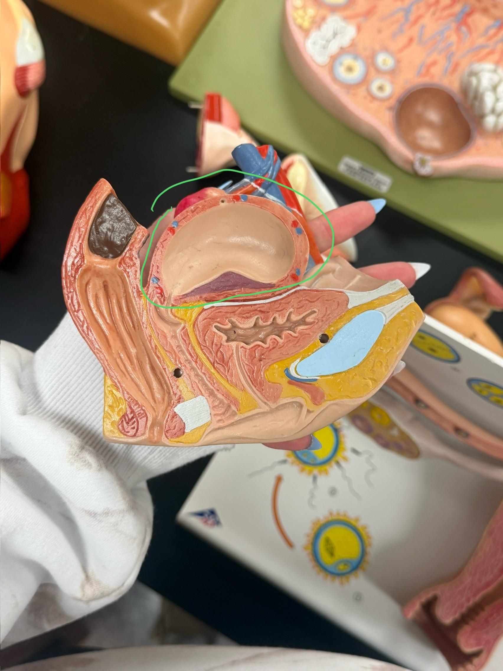 <p>name this organ</p>