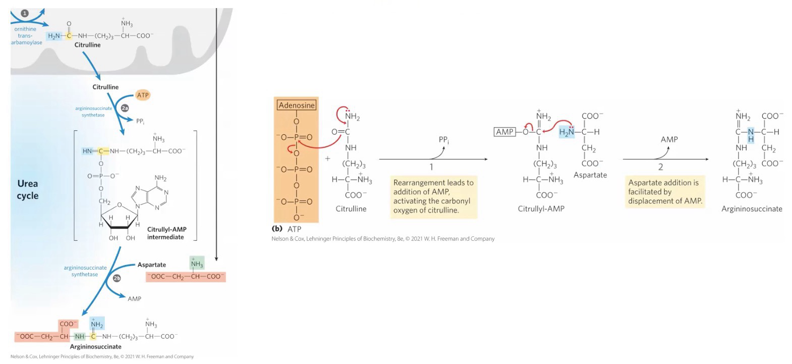 <p>Formation of Argininosuccinate</p><p>2 steps:</p><ol><li><p>Citrulline + ATP → Citrullyl-AMP + PP<sub>i</sub> via <strong>Argininosuccinate synthetase</strong></p></li><li><p>Citrullyl-AMP + Aspartate → Argininosuccinate + AMP via <strong>Argininosuccinate synthetase</strong></p></li></ol><p>Second N of Urea is donated by aspartate (D)</p><p>Occurs in cytosol</p>