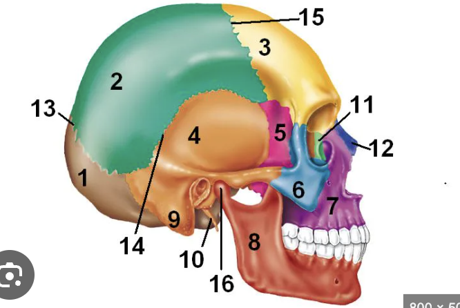 <p>10</p>
