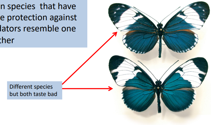 <p>Mullerian mimicry</p>
