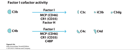 <p>→ verdere afbraak door serineprotease factor I + coregulatorische moleculen:</p><ol><li><p>klassieke route: C4b → C4c + C4d</p><ol><li><p>MCP/CD46</p></li><li><p>CR1/CD35</p></li><li><p>C4BP (C4 binding protein)</p></li></ol></li></ol><p></p><ol start="2"><li><p>alternatieve route: C3b → C3c + iC3b + C3dg</p><ol><li><p>MCP/CD46</p></li><li><p>CR1/CD35: </p></li><li><p>factor H</p></li></ol></li></ol><p></p>