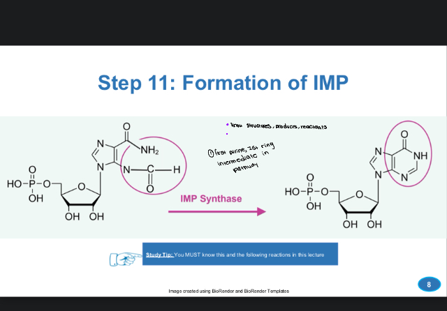 <p>-Enzyme: IMP Synthase forms IMP</p><p>-first purine ring intermediate in pathway</p><p>-imidazole ring is converted to imp</p>