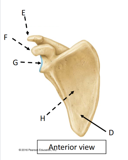 <p>E</p>
