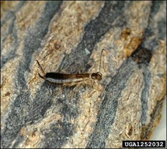 <p>Identify the insect, order, and mouthparts</p>