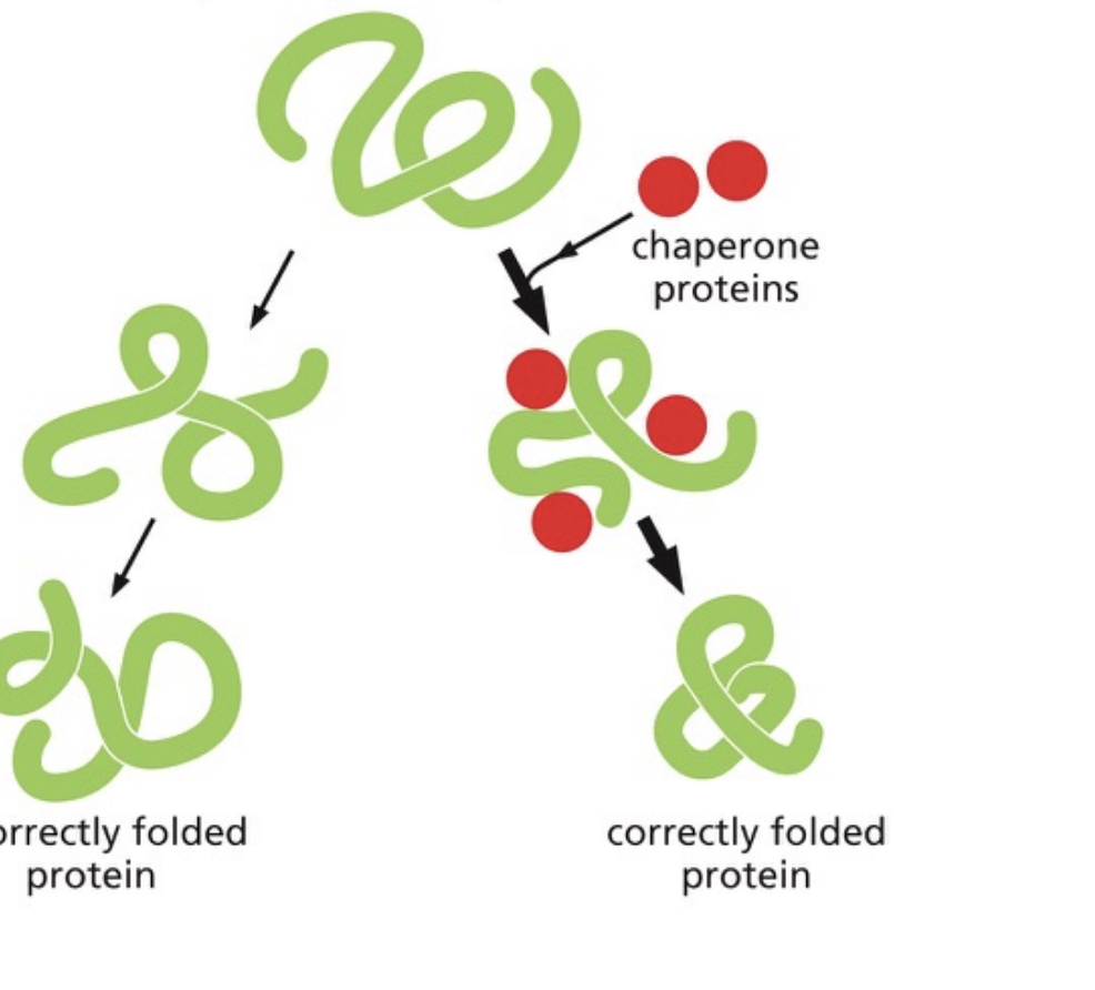<p>Protein folding</p>