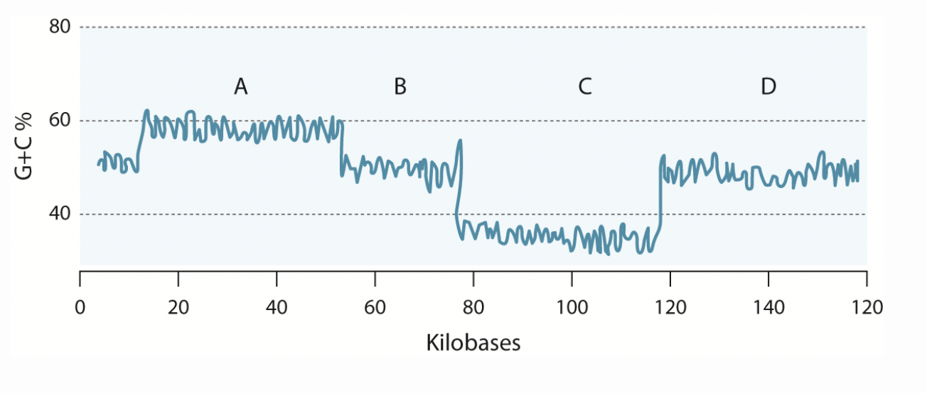 <p>The accompanying graph plots guanine plus cytosine content across the genome of a bacterial pathogen whose overall GC content is 50%. Which of the following chromosome segments could represent a pathogenicity island?</p><p>A. A and C</p><p>B. A and D<br>C. B and C</p><p>D. B and D</p>