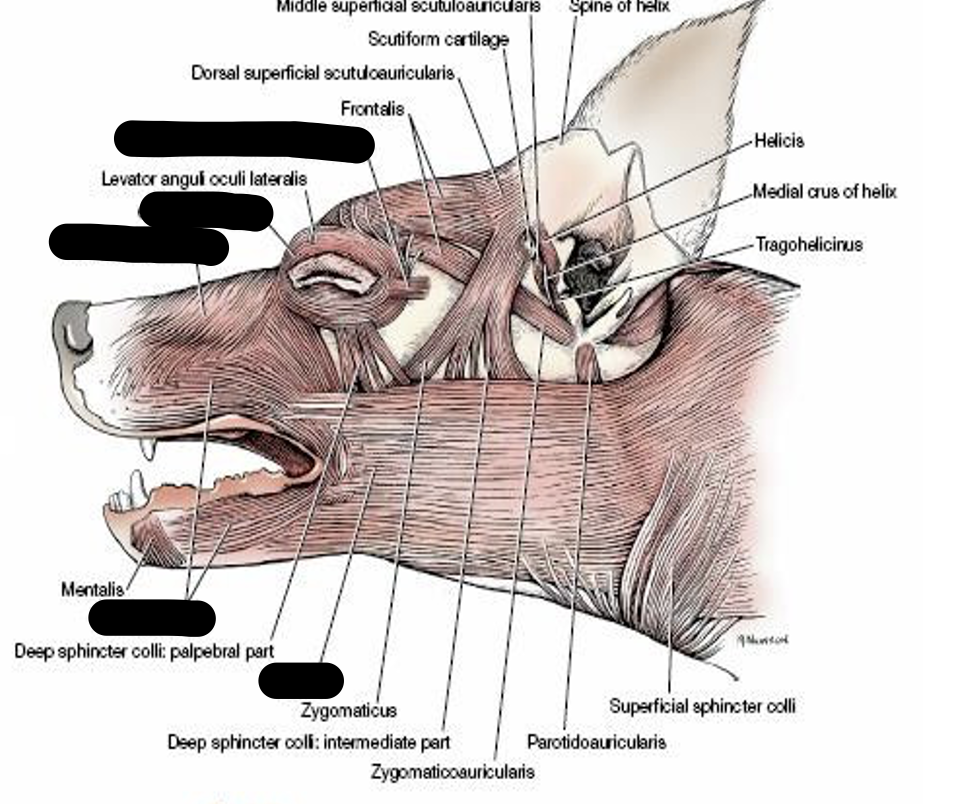 <p>Name missing muscles</p>