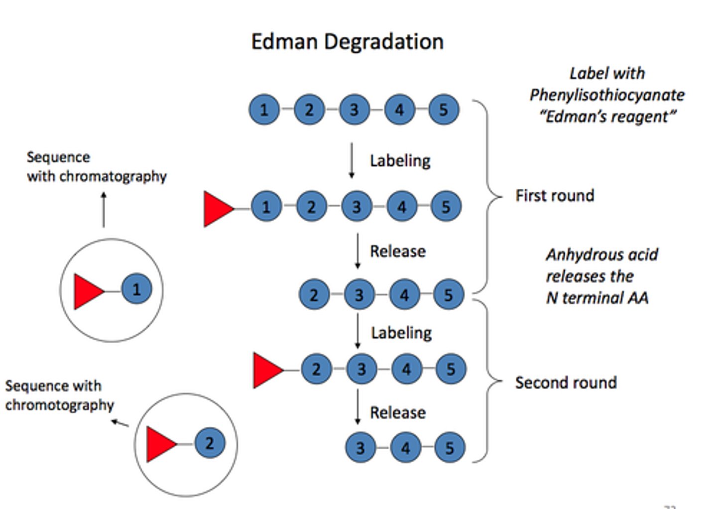 <p>Uses cleavage to sequence proteins of to 50-70 amino acids</p><p>Selectively and sequentially removes the N-terminal amino acids</p><p>to be analyzed via mass spectroscopy</p>