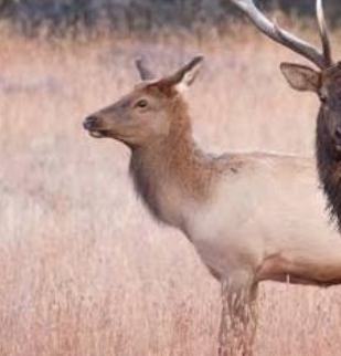 <p>native </p><p>big game</p><p>cows </p><p>juveniles = calves</p><p>females are smaller, lighter colored, and have a much thinner mane, no antlers</p>
