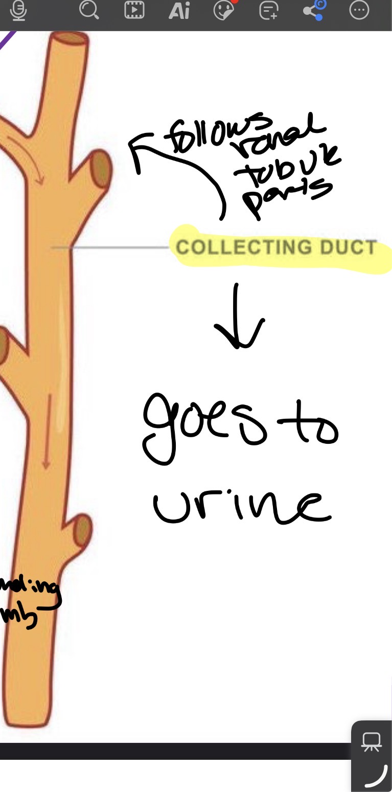 <p>Last stop before urine leaves kidney</p><p>If body needs water: ADH (antidiuretic hormone) released causing more water reabsorbed by body instead of leaving with urine: darker and less urine</p><p>If body is well hydrated: less water is reabsorbed: lighter and more urine</p>