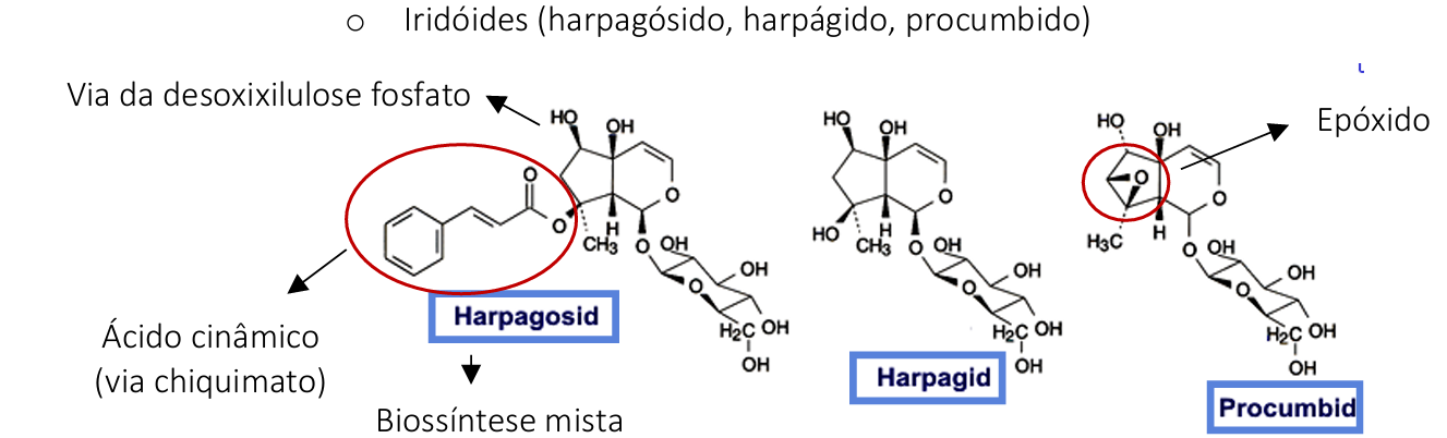 <ul><li><p>garra do duabo </p></li><li><p>raiz tuberizada</p></li><li><p>tradicionalmente utilizado no tratamento sintomático de manifestações articulares dolorosas” (anti-inflamatório – inibição da 5-lipoxigenase e da COX2, de prostaglandinas e tromboxanos, da produção de oxido nitrico, da via nfkb, de citocinas pro inflamatorias)</p></li></ul><p></p>