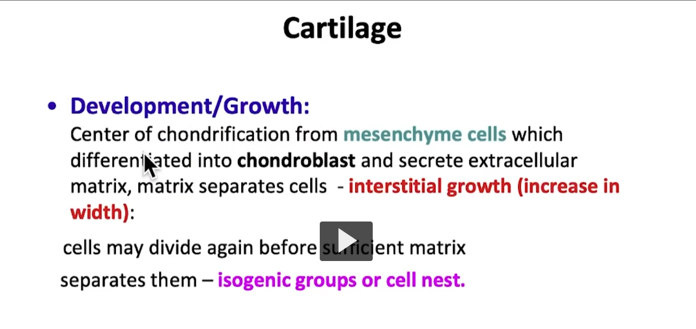 <p>it’s interesting to see how cartilage can develop and grow. Cartilage has two types of mechanism of growth. Interstitial growth and appositional growth.</p><p>Let’s begin with interstitial growth. Remember, we are going to focus on hyaline cartilage but in the same manner it can be used for elastic cartilage and fibrocartilage. There is no doubt that cartilage comes from <strong>embryonic tissue</strong>, from <strong>mesenchymal cells </strong>that later differentiate into chondroblasts.</p><p>These chondroblasts will then secrete the extracelluar matrix of cartilage, and once submerged and surrounded within the extracellular matrix, we begin forming chondrocytes to obtain mature cartilage tissue.</p><p>Once the chondrocyte is established, the chondrocytes begin to divide by mitosis to maintain a population of cartilage within that mature cartilage tissue, and consequently maintain cartilage.</p><p>Basically, it’s been found that the interstitial growth which is where chondrocytes reproduce themselves, increases the width of the cartilage tissue.</p><p>One of the most peculiar characteristics you will see in cartilage tissue is isogenic groups. These groups arise and originate from a common origin and are a product of the mitotic cell division process.</p><p>The second process of division or reproduction is called appositional growth, which favors longitudinal growth of cartilage. Basically it’s an avascular tissue, it contains in its periphery dense connective tissue. That dense connective tissue, because it is a type of connective tissue, is highly vascularized and can supply the nutrients needed to cartilage by way of a diffusion mechanism. That connective tissue that is found in the periphery is known as perichondrium. You will notice that normally, in the periphery of cartilage, you will see the presence of this type of dense connective tissue known as perichondrium. The perichondrium helps with appositional growth. How does it help? It’s been found that the perichondrium is subdivided in an external layer, known as the fibrous layer, which is a classic type of dense connective tissue, and an internal layer, that we call the chondrogenic layer. Why chondrogenic? It has been found that this layer, which is the most proximal to the cartilage contains fibroblasts, which is a typical cell found in connective tissue.</p><p>The fibroblast differentiates into chondroblasts, when then differentiate into chondrocytes that we have established the chondrocyte and we have established the growth of cartilage. </p><p>The perichondrium is well associated with hyaline cartilage, it is associated with elastic cartilage, <strong>but we must emphasize there is no perichondrium in fibrocartilage. </strong>Those are areas with a lot of compression is not ideal place vascularized structures in those types of areas with high compression. For example, the intervertebral discs, basically, in the same manner, it has been found that the articular cartilage that covers the ends of long bones in the articulation surface is made up of hyaline cartilage. Similarly it is also an area that does not contain perchondrium. Where can you have perchondrium? In hyaline cartilage, except for the articular surfaces of long bones. There is perichondrium and elastic cartilage and there is no perichondrium in fibrocartilage. </p><p></p>