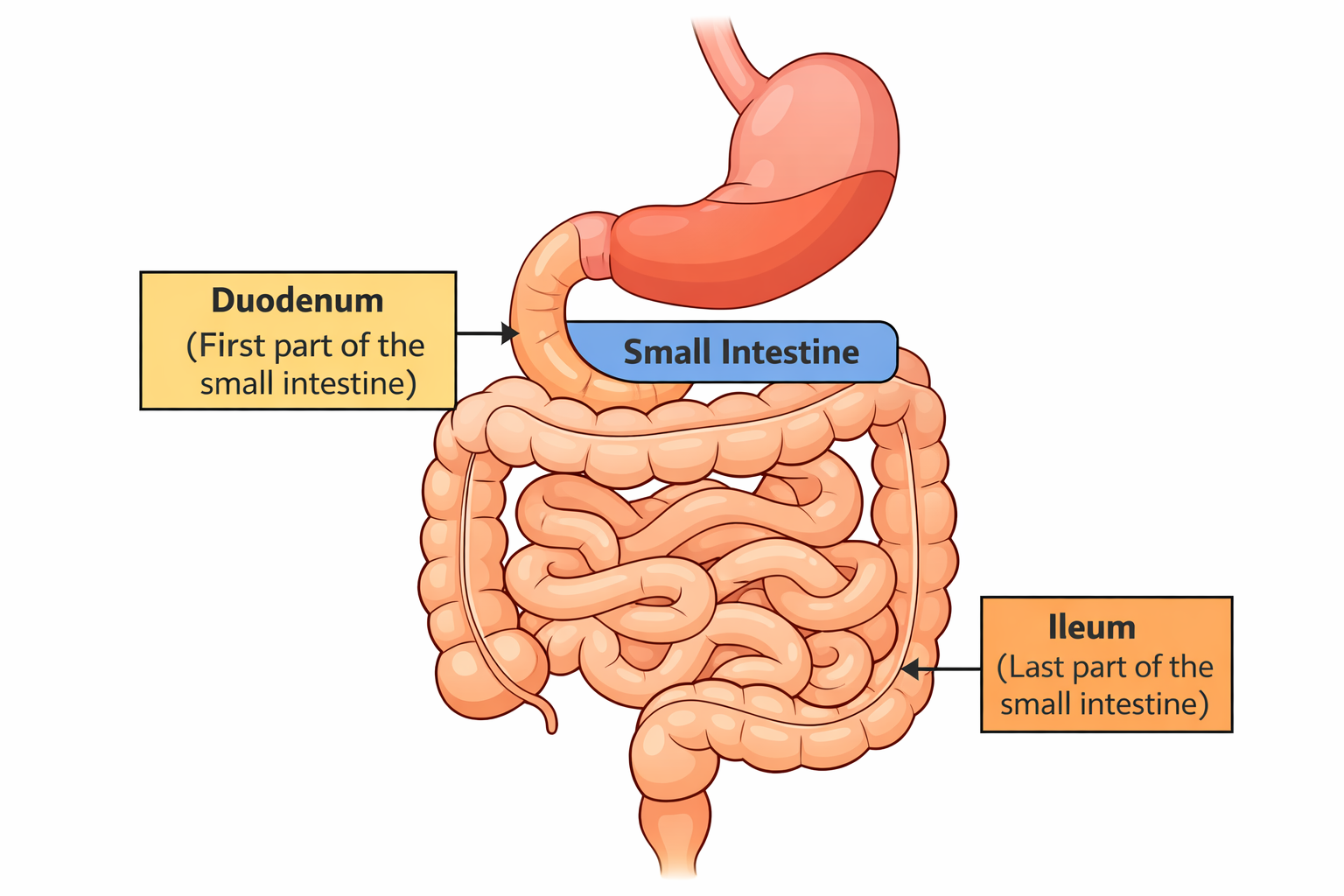 <p>duodenum is the first part of the small intestine immediately after the stomach</p><p>ileum is the last and longest part of the small intestine</p><p></p>