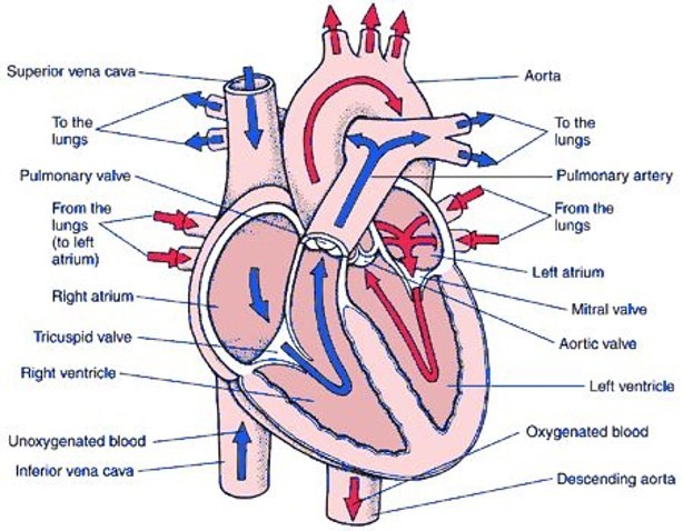 <p>right atrium → tricuspid valve → right ventricle → pulmonary semilunar valve → pulmonary trunk → pulmonary arteries → lungs → pulmonary veins → left atrium → bicuspid valve → left ventricle → aortic semilunar valve → aorta → systemic circulation → vena cava → right atrium</p>