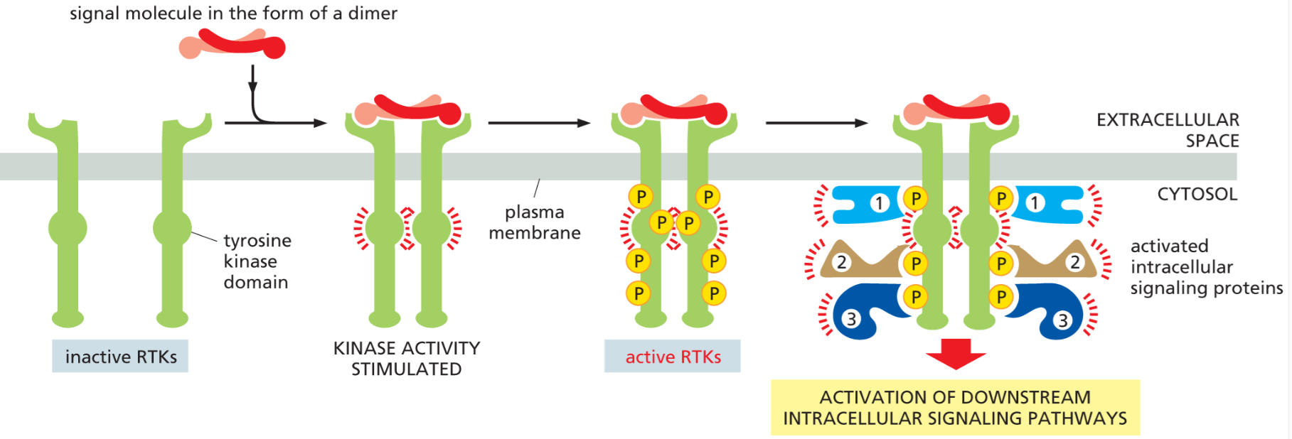 <p>Ligand binding causes <strong>receptor dimerization</strong>, which brings two kinase domains together. Each receptor <strong>phosphorylates the other (cross-phosphorylation)</strong> on tyrosine residues, activating them.</p>