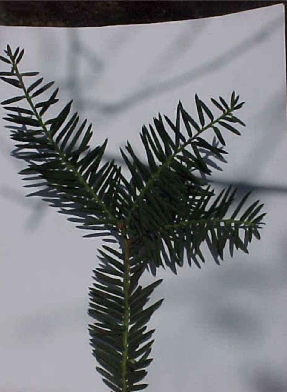 <p>What is this branch?</p>