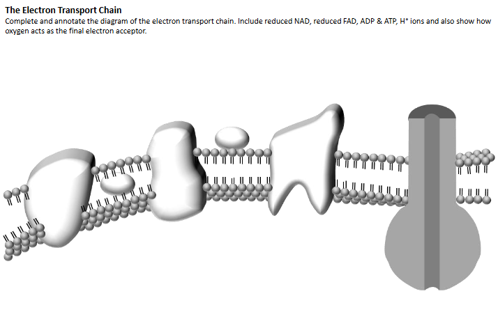 <p>Electron Transport Diagram</p>