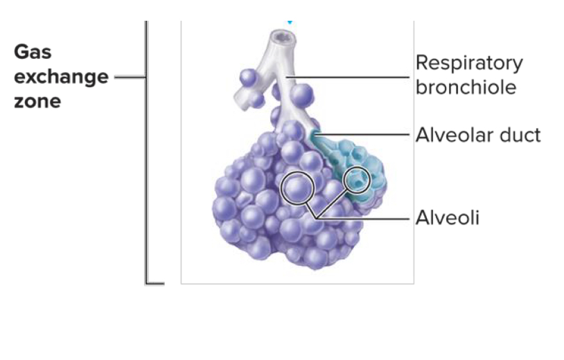 <ul><li><p>Gas exchange occurs in the bronchioles and the alveoli</p></li><li><p>Intrapulmonary pressure: the pressure in the alveoli </p></li></ul><p></p>