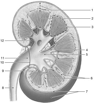 <p>Figure 26-1 The Structure of the Kidney</p><p>Use Figure 26-1 to answer the following questions:</p><p>Identify the structure labeled "8."</p>