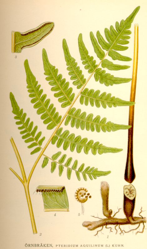 <p>Adlerfarn</p>