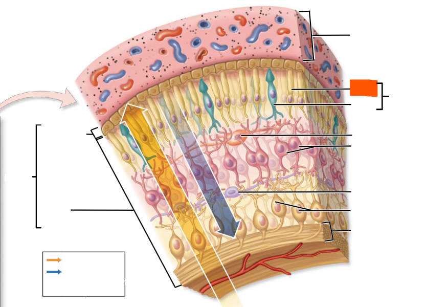 knowt flashcard image