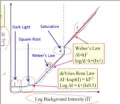 <p>Weber's Law Region 3: What is the slope of this region?</p>