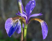 <p>Iris</p>