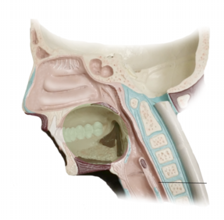 <p><span>Name the structure</span></p>