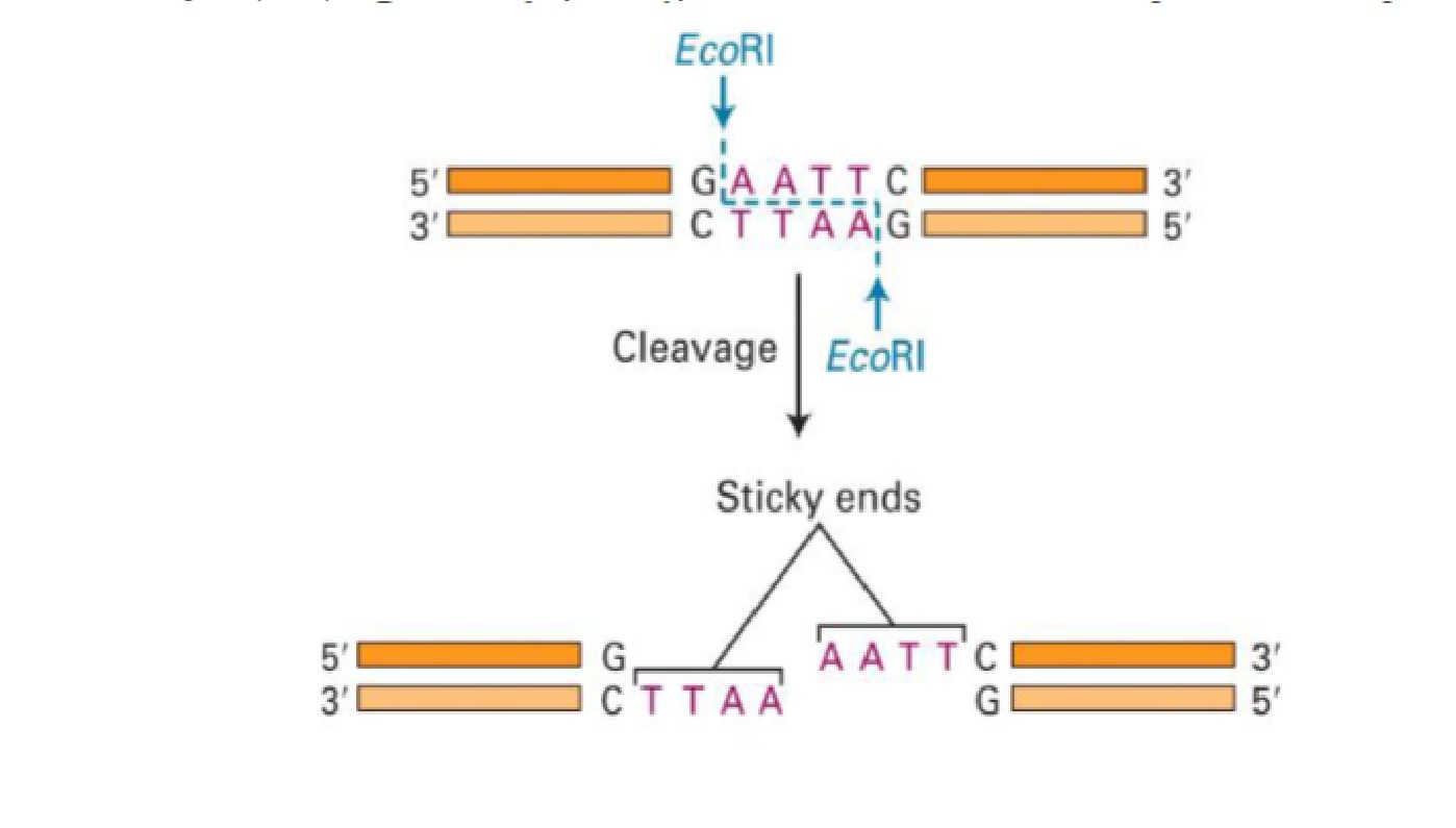 <p><strong>Used to insert foreign genes into a plasmid artificially</strong></p><ul><li><p>cut specific sequences of DNA</p></li><li><p>produces overhanging single stranded DNA ends called sticky ends</p></li></ul><p>Sticky ends:</p><ul><li><p>complementary</p></li><li><p>can pair back up and hydrogen bond</p></li><li><p>can take any piece of DNA cut w/ the same enzyme and put them together because they’ll have the same overhang. (ligase will seal them back together)</p></li></ul><p><strong>Destroy bacteriophage DNA in bacterial cells</strong></p><p>Cannot digest (host) DNA w/ methylated cytosines</p><p>Basically:</p><ul><li><p>restriction enzyme cuts double-stranded DNA at its particular recognition sites</p></li><li><p>produces a DNA fragment w/ two sticky ends</p></li><li><p>meets w/ DNA from another source cut by the same restriction enzyme (DNA might be a plasmid)</p></li><li><p>they join by base pairing</p></li><li><p>form either linear or circular molecules</p></li><li><p>DNA ligase unites the backbones, producing a recombinant DNA molecule</p></li></ul><p></p>