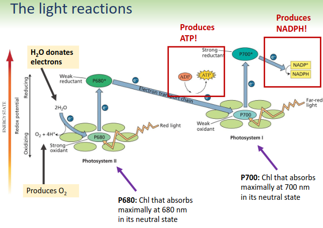 <p>Photosystem 2 (P680) is a strong oxidant and can split water to get electrons. Photosystem 1 (P700) is a strong reductant can create NADPH. The two photosystems are connected by the ETC. It is called a Z scheme because of what the schematic looks like.</p>