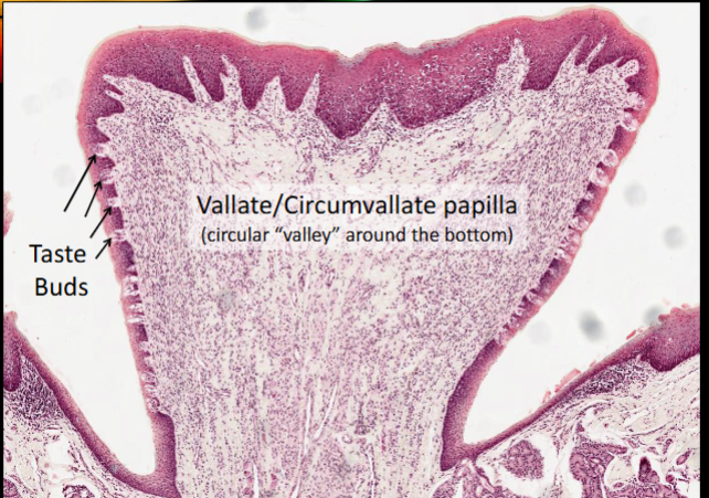 <p>form an inverted V a the boundary between the anterior two-thirds and posterior one-third of the surface of the tongue</p>