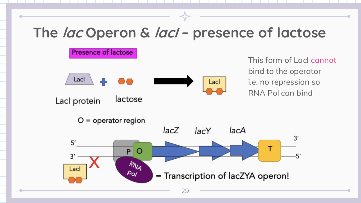 <p><span style="color: rgb(111, 218, 223);"><strong>lac</strong></span><strong> Operon </strong></p>